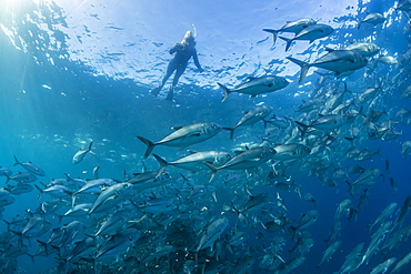 A snorkeler with a large school of bigeye trevally (Caranx sexfasciatus) in deep water near Cabo Pulmo, Baja California Sur, Mexico, North America