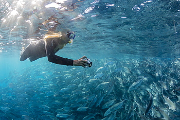 A snorkeler with a large school of bigeye trevally (Caranx sexfasciatus) in deep water near Cabo Pulmo, Baja California Sur, Mexico, North America