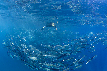 A snorkeler with a large school of bigeye trevally (Caranx sexfasciatus) in deep water near Cabo Pulmo, Baja California Sur, Mexico, North America