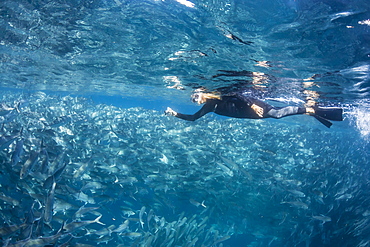 A snorkeler with a large school of bigeye trevally (Caranx sexfasciatus) in deep water near Cabo Pulmo, Baja California Sur, Mexico, North America