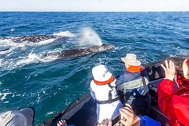 California gray whale (Eschrichtius robustus) surfacing with excited whale watchers in San Ignacio Lagoon, Mexico, North America