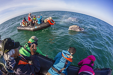 California gray whale (Eschrichtius robustus), surfacing with excited whale watchers in San Ignacio Lagoon, Mexico, North America