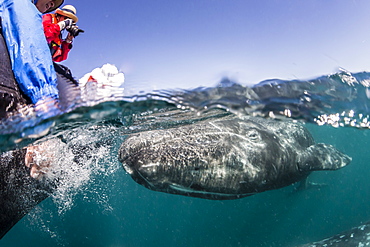 California gray whale (Eschrichtius robustus) calf above and below with whale watchers in San Ignacio Lagoon, Baja California Sur, Mexico, North America