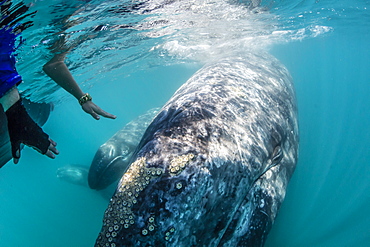 California gray whale (Eschrichtius robustus) calf underwater with whale watchers in San Ignacio Lagoon, Baja California Sur, Mexico, North America