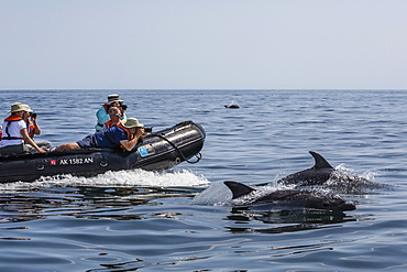 Bottlenose dolphins (Tursiops truncatus) bow riding the National Geographic Sea Lion, Baja California Sur, Mexico, North America