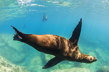 Adult California sea lion (Zalophus californianus) underwater at Los Islotes, Baja California Sur, Mexico, North America