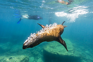 California sea lion (Zalophus californianus) underwater with snorkeler at Los Islotes, Baja California Sur, Mexico, North America