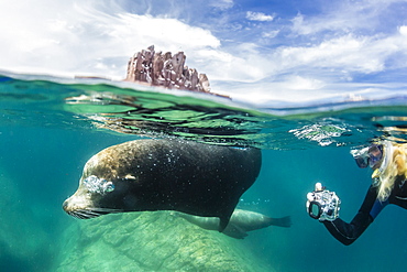 California sea lion bull (Zalophus californianus) half above and half below with snorkeler at Los Islotes, Baja California Sur, Mexico, North America