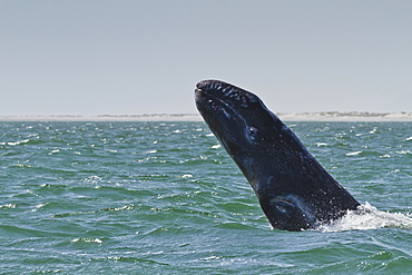 California gray whale (Eschrichtius robustus) calf breaching, San Ignacio Lagoon, Baja California Sur, Mexico, North America