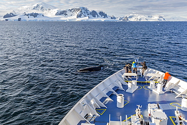 Humpback whale (Megaptera novaeangliae) off the bow of the Lindblad Expeditions ship National Geographic Orion, Cuverville Island, Antarctica, Polar Regions