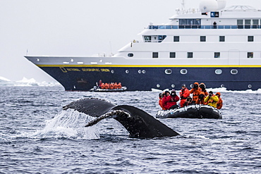Humpback whale diving during Zodiac cruise from the Lindblad Expeditions ship National Geographic Orion, Weddell Sea, Antarctica, Polar Regions