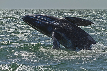 California gray whale (Eschrichtius robustus) calf breaching, San Ignacio Lagoon, Baja California Sur, Mexico, North America