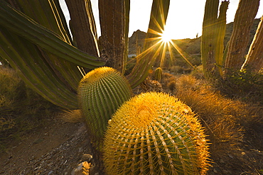 Endemic giant barrel cactus (Ferocactus diguetii), Isla Santa Catalina, Gulf of California (Sea of Cortez), Baja California Sur, Mexico, North America