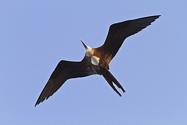 Magnificent frigatebird (Fregata magnificens), Gulf of California (Sea of Cortez),  Baja California Sur, Mexico, North America