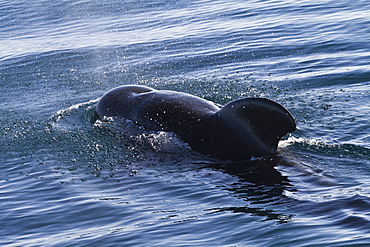 Short-finned pilot whale (Globicephala macrorhynchus), Isla San Pedro Martir, Gulf of California (Sea of Cortez), Baja California Norte, Mexico, North America