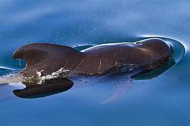 Short-finned pilot whale (Globicephala macrorhynchus), Isla San Pedro Martir, Gulf of California (Sea of Cortez), Baja California Norte, Mexico, North America