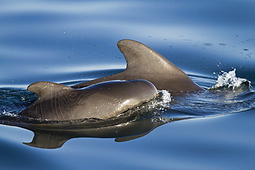 Short-finned pilot whale (Globicephala macrorhynchus) cow and calf, Isla San Pedro Martir, Gulf of California (Sea of Cortez), Baja California Norte, Mexico, North America