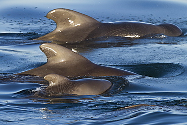 Short-finned pilot whale (Globicephala macrorhynchus) cow and calf, Isla San Pedro Martir, Gulf of California (Sea of Cortez), Baja California Norte, Mexico, North America