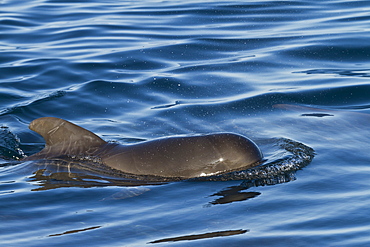 Short-finned pilot whale (Globicephala macrorhynchus) calf, Isla San Pedro Martir, Gulf of California (Sea of Cortez), Baja California Norte, Mexico, North America