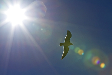 Heermann's gull (Larus heermanni), Isla Rasa, Gulf of California (Sea of Cortez), Mexico, North America