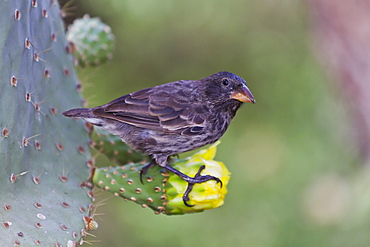 Adult cactus finch (Geospiza scandens), Santa Cruz Island, Galapagos Islands, UNESCO World Heritage Site, Ecuador, South America