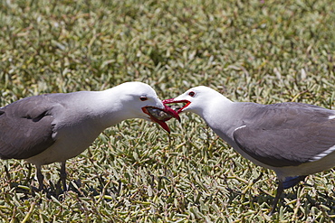 Heermann's gull (Larus heermanni) male feeding female, Isla Rasa, Gulf of California (Sea of Cortez), Mexico, North America