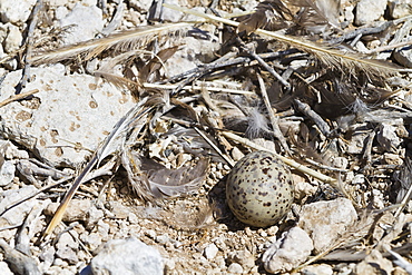 Heermann's gull (Larus heermanni) nest with egg, Isla Rasa, Gulf of California (Sea of Cortez), Mexico, North America