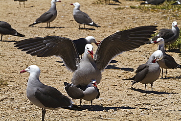 Heermann's gulls (Larus heermanni) mating, Isla Rasa, Gulf of California (Sea of Cortez), Mexico, North America