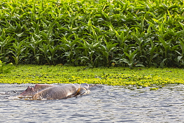 Adult Amazon pink river dolphins (Inia geoffrensis) surfacing on the Pacaya River, Loreto, Peru, South America