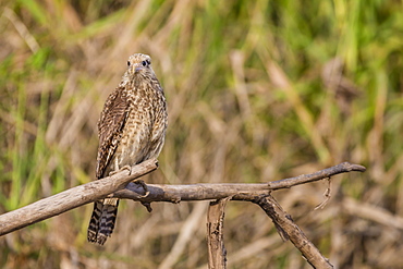 Juvenile yellow-headed caracara (Milvago chimachima), Pacaya-Samiria National Reserve, Loreto, Peru, South America