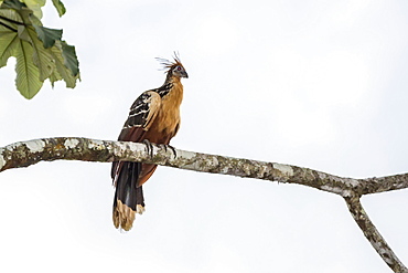 Adult Hoatzin (Opisthocomus hoazin) perched over the El Dorado River, Upper Amazon River Basin, Loreto, Peru, South America