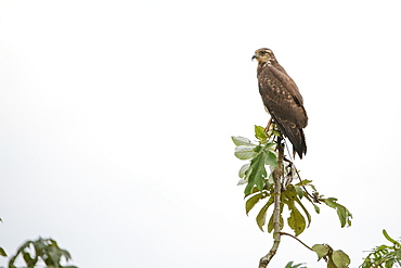 Adult snail kite (Rostrhamus sociabilis), in the Pacaya Samiria Preserve, Loreto, Peru, South America