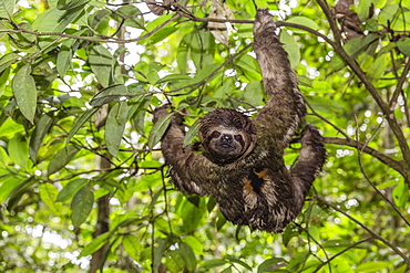 A wild brown-throated sloth (Bradypus variegatus), Landing Casual, Upper Amazon River Basin, Loreto, Peru, South America