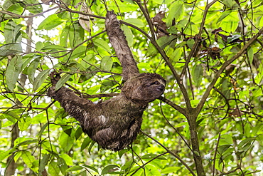 A wild brown-throated sloth (Bradypus variegatus), Landing Casual, Upper Amazon River Basin, Loreto, Peru, South America