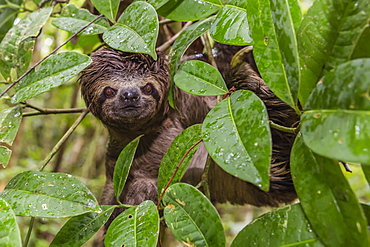 A wild brown-throated sloth (Bradypus variegatus), Landing Casual, Upper Amazon River Basin, Loreto, Peru, South America