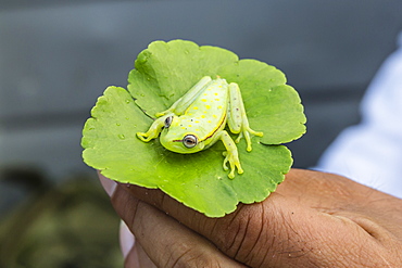 A captured common polkadot treefrog (Hyla punctata), El Dorado Caño, Loreto, Peru, South America