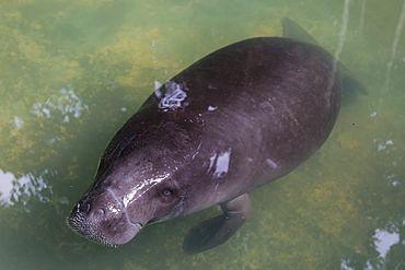 Captive Amazonian manatee (Trichechus inunguis) at the Manatee Rescue Center, Iquitos, Loreto, Peru, South America