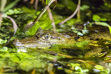 A wild juvenile spectacled caiman (Caiman crocodilus) at night on the El Dorado River, Loreto, Peru, South America