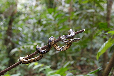 A wild green anaconda (Eunectes murinus), Amazon National Park, Loreto, Peru, South America