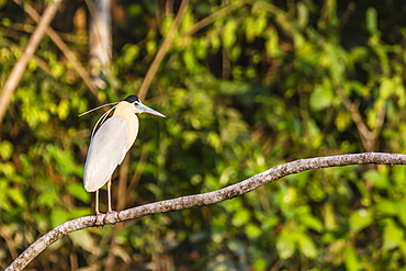 Adult capped heron (Pilherodius pileatus), Rio Yanayacu, Pacaya-Samiria National Reserve, Loreto, Peru, South America