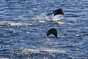 Adult spinetail mobula (Mobula japanica) leaping, Isla Espiritu Santo, Gulf of California (Sea of Cortez), Baja California Sur, Mexico, North America