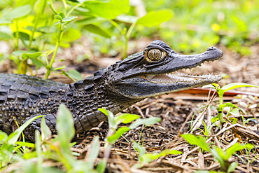 A captive Schneider's smooth-fronted caiman (Paleosuchus trigonatus), San Francisco Village, Loreto, Peru, South America