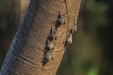 Adult proboscis bats (Rhynchonycteris naso) on tree in Yanallpa Caño, Ucayali River, Loreto, Peru, South America