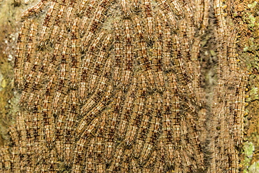 Caterpillars on tree bark, Upper Amazon River Basin, Amazon National Park, Loreto, Peru, South America