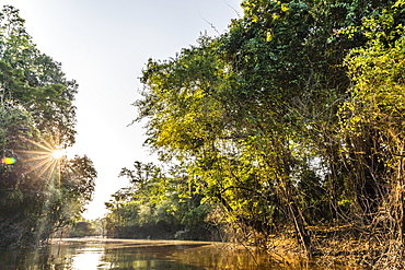 Sun coming through the forest canopy, Yanallpa Caño, Upper Amazon River Basin, Loreto, Peru, South America