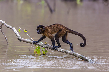 Adult tufted capuchin (Sapajus apella) crossing the water at San Miguel Caño, Loreto, Peru, South America