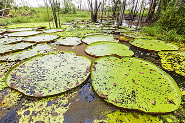 Victoria water lilies (Victoria amazonica), Puerto Miguel, Upper Amazon River Basin, Loreto, Peru, South America