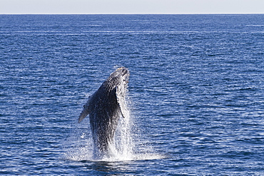 Humpback whale (Megaptera novaeangliae) calf breach, Gulf of California (Sea of Cortez), Baja California Sur, Mexico, North America