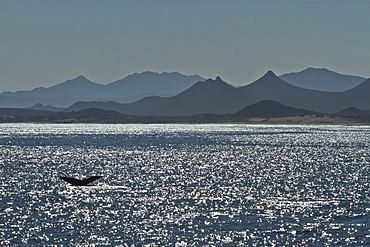 Humpback whale (Megaptera novaeangliae) flukes, Gulf of California (Sea of Cortez), Baja California Sur, Mexico, North America