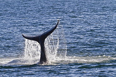 Humpback whale (Megaptera novaeangliae) tail slap, Gulf of California (Sea of Cortez), Baja California Sur, Mexico, North America